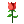 mo-玫瑰